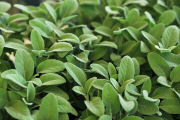 Closeup view of sage plants as background