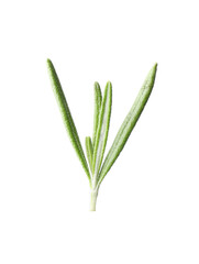 Aromatic fresh green rosemary isolated on white