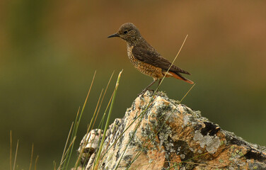 Roquero rojo hembra en la sierra abulense