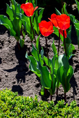 A bush of bright red tulips in a flower garden in the sun