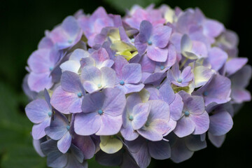 初夏に咲く満開の紫陽花