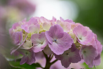 初夏に咲く満開の紫陽花