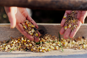 Women's hands close up putting grain, oats, and other good-for-natured organic feed into the bird...