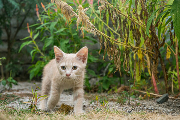 kitten in the grass