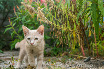 kitten in the grass