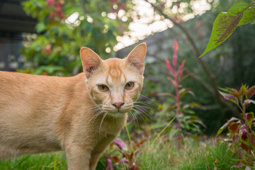 kitten in the grass