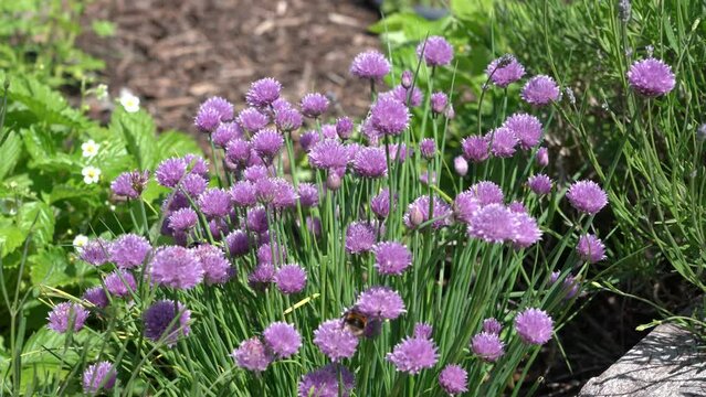 Chives (Allium schoenoprasum) a spring summer flowering plant with a pink purple flower grown in a vegetable garden for use as a herb in cooking, stock video footage clip