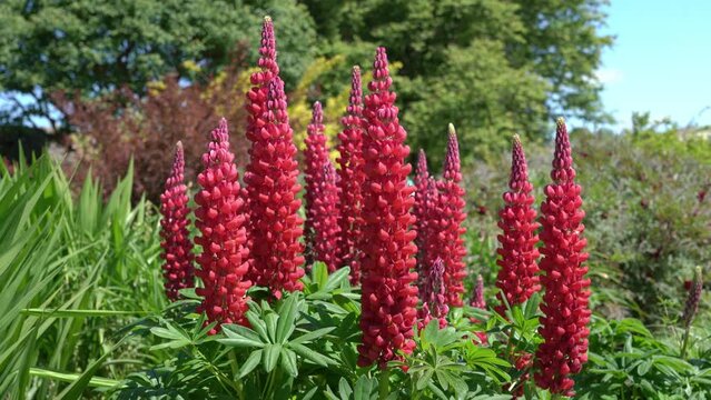 Lupin (Lupinus) 'Beefeater' a red spring summer flower plant, stock video footage clip