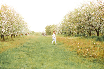 Amazing boy in a white shirt and pants runs across the meadow along the flowering apple trees.