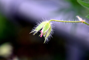 Verwelkte Blüte eines Storchenschnabels