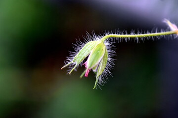 Verwelkte Blüte eines Storchenschnabels