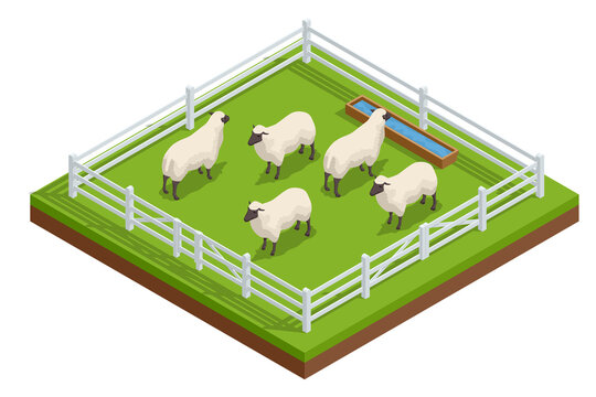 Isometric sheep and lambs on a fenced grassy farm road. Sheep farming or sheep husbandry, raising and breeding of domestic sheep.