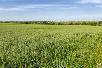 A field with growing green wheat sprouts. Summer landscape on a sunny day against a blue cloudy sky. Green wheat in the field. Rural landscape.