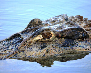 Crocodile's head (lat. Crocodilia) in river water large with a bright eye and clear lines of the animal's skin on a bright sunny day, reflection in the water. Marine animals, reptiles, ecology.