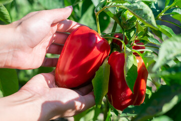 Farmer is gathering and picking red ripe bell peppers from bush with green leaves on vegetable bed...