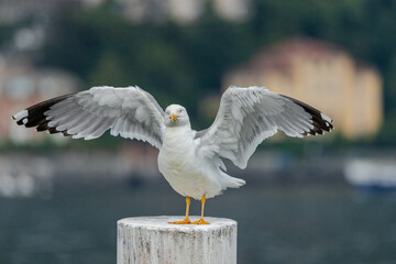 Gull spreads it's wings