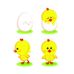 Set of cute chicks on white background