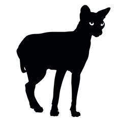 Silhouette of funny Sphynx cat on white background