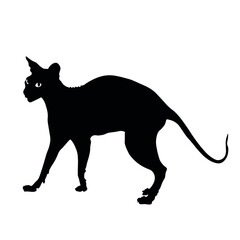 Silhouette of funny Sphynx cat on white background