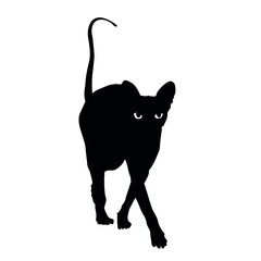 Silhouette of funny Sphynx cat on white background