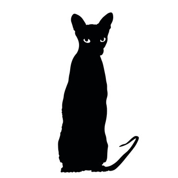 Silhouette of sitting Sphynx cat on white background