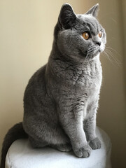 British Shorthair Cat Watching