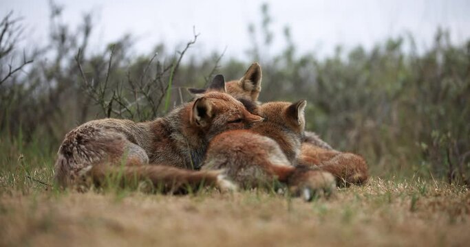 Interaction between several red foxes in the plain