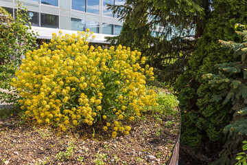 Common colza in a bush in a botanical garden