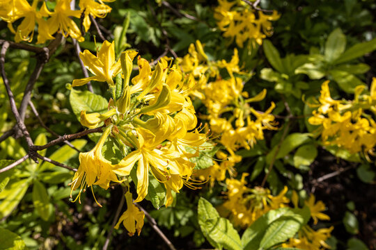 Yellow Japanese rhododendrons near the hedge in the botanical garden