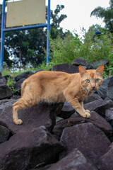 cat on the rocks