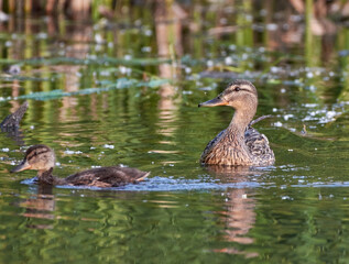 duck and ducklings