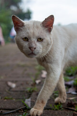 sad white stray cat face