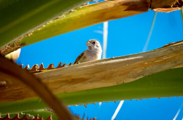 Bird in a palm tree with yellow, green colors and blue sky background