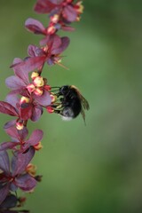 Bubblebee interacting with a plant