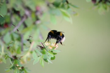 Bubblebee interacting with a plant