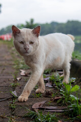 sad white stray cat face