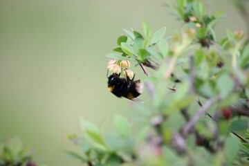 Bubblebee interacting with a plant