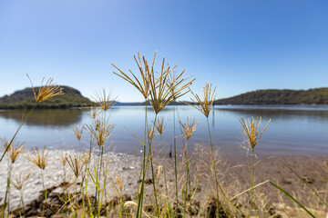 A selective focus shot amongst tall grass growing on the shore of a river on a blue sky sunny day.