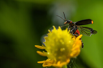 A small red and black beetle flies up from a yellow flower
