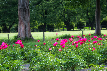 鮮やかな赤紫色のシャクヤクが美しく咲いている風景