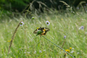 Old World Swallowtail or common yellow swallowtail (Papilio machaon) sitting on a flower in Zurich, Switzerland