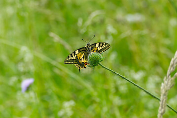 Old World Swallowtail or common yellow swallowtail (Papilio machaon) sitting on a flower in Zurich,...
