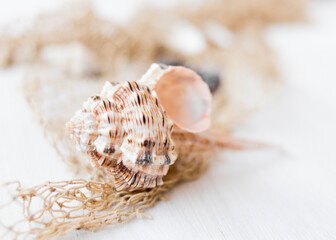 Nautical photo with shell. Soft colors.