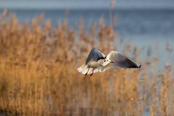 gull in wetlands