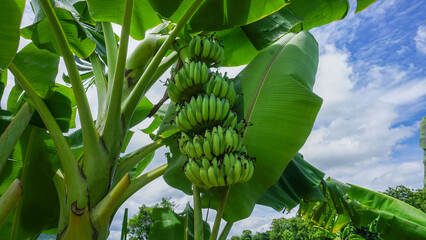 Bananas are grown in agricultural plantations as a fruit that is beneficial and healthy.