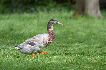  Indian runner duck in garden