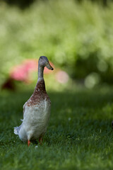 Indian runner duck in garden