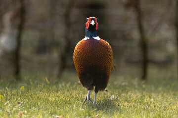 pheasant in the grass