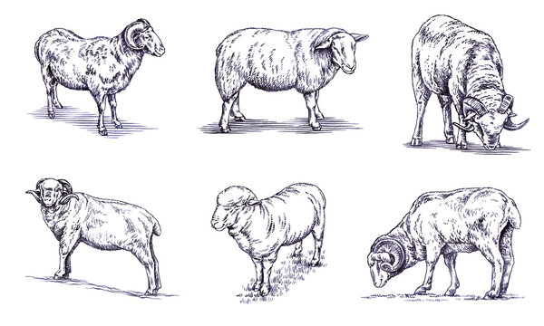 black and white engrave ink draw sheep illustration © Turaev