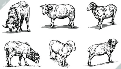 black and white engrave ink draw sheep vector set illustration